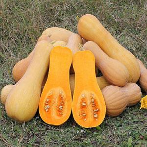 Types of varieties of butternut pumpkin: why they are loved and how to achieve a good harvest