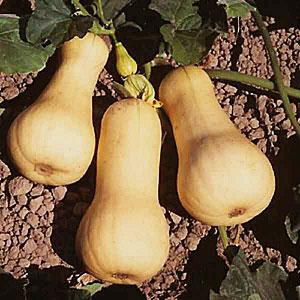 Types of varieties of butternut pumpkin: why they are loved and how to achieve a good harvest