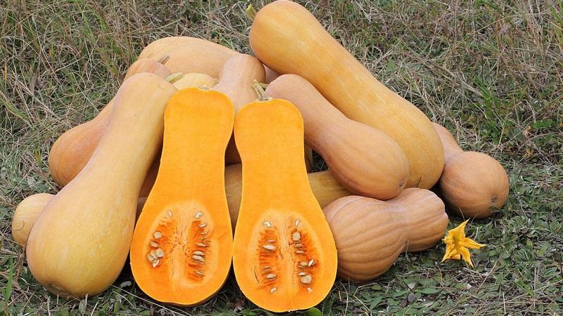 How to grow a Pineapple pumpkin with an amazing sweet taste and pleasant aroma on your site