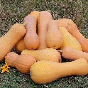 How to grow a Pineapple pumpkin with an amazing sweet taste and pleasant aroma on your site