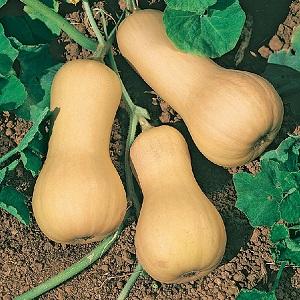 How to grow a Pineapple pumpkin with an amazing sweet taste and pleasant aroma on your site