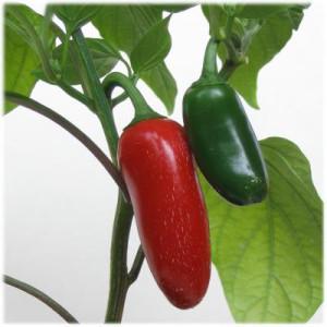 What is Jalapeno pepper, how is it grown and used