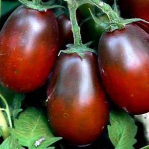 Secrets of Successful Growing of Black Moor Tomato