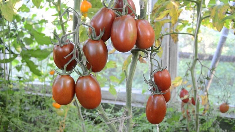 Secrets of Successful Growing of Black Moor Tomato