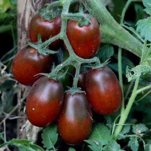 Secrets of Successful Growing of Black Moor Tomato