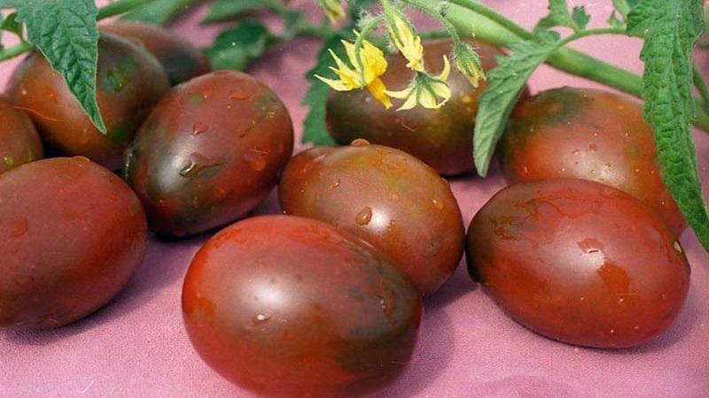 Secrets of Successful Growing of Black Moor Tomato