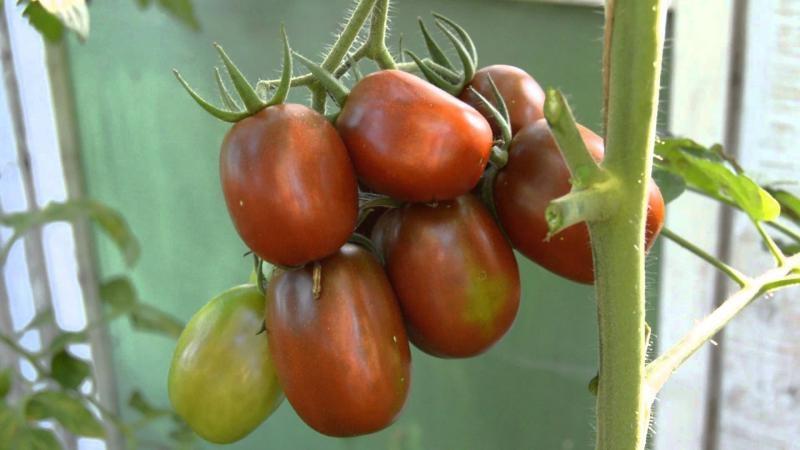 Secrets of Successful Growing of Black Moor Tomato