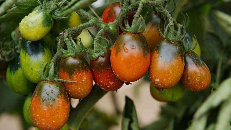 Secrets of Successful Growing of Black Moor Tomato