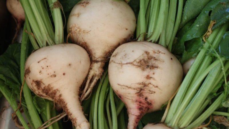 What is the difference between fodder beet and sugar beet: the difference in appearance, applications and other parameters