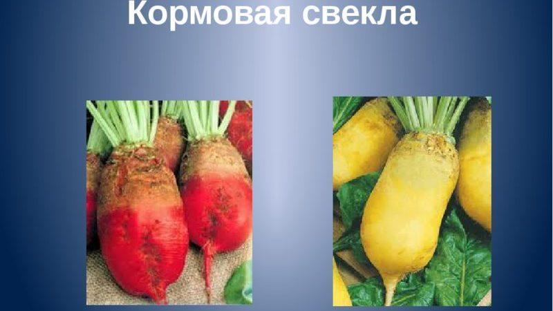 What is the difference between fodder beet and sugar beet: the difference in appearance, applications and other parameters