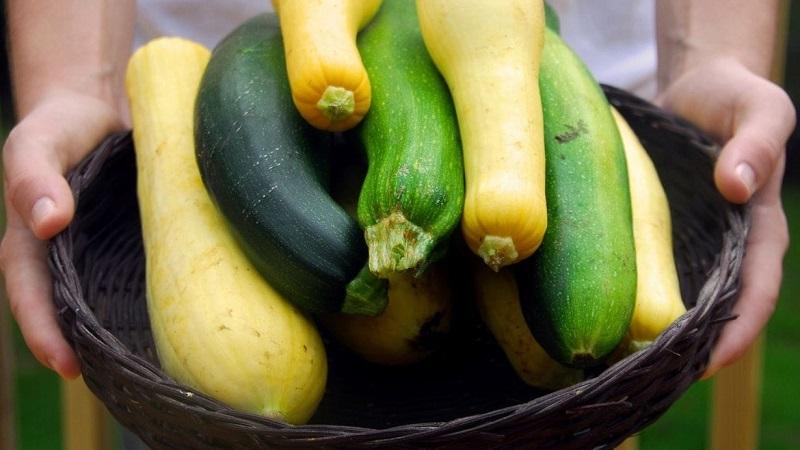 What is the difference between zucchini and zucchini in appearance, taste and other properties: we understand in detail and no longer confuse