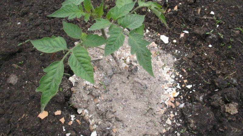 How to feed tomatoes during fruiting in a greenhouse: the best formulations and instructions for the procedure