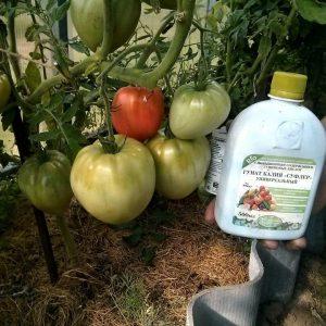 How to feed tomatoes during fruiting in a greenhouse: the best formulations and instructions for the procedure