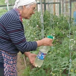 How to feed tomatoes during fruiting in a greenhouse: the best formulations and instructions for the procedure