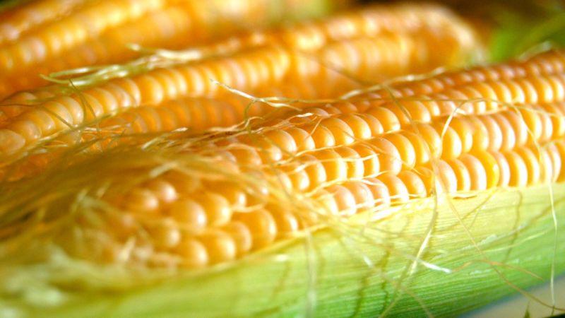 What is corn - is it a fruit, cereal or vegetable: we understand the issue and study the queen of the fields in more detail