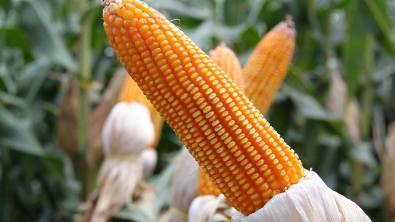 What is corn - is it a fruit, cereal or vegetable: we understand the issue and study the queen of the fields in more detail