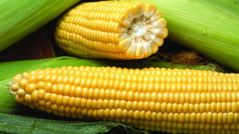 What is corn - is it a fruit, cereal or vegetable: we understand the issue and study the queen of the fields in more detail