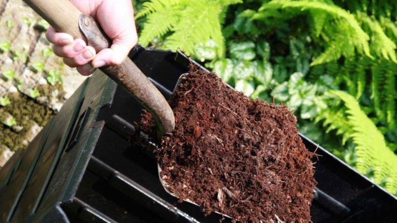 What is mulching, what is it for and is it possible to mulch tomatoes with sawdust: tips and tricks