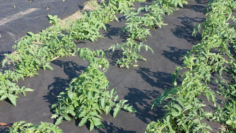 What is mulching, what is it for and is it possible to mulch tomatoes with sawdust: tips and tricks