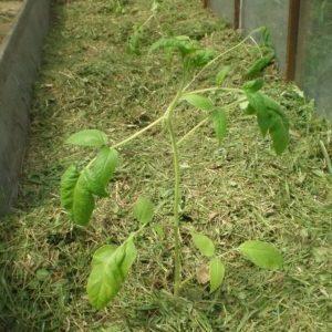 What is mulching, what is it for and is it possible to mulch tomatoes with sawdust: tips and tricks