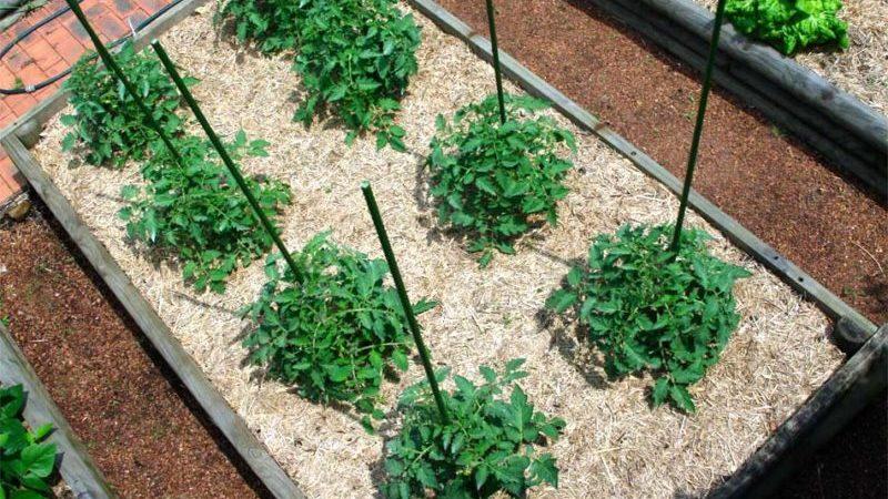 What is mulching, what is it for and is it possible to mulch tomatoes with sawdust: tips and tricks