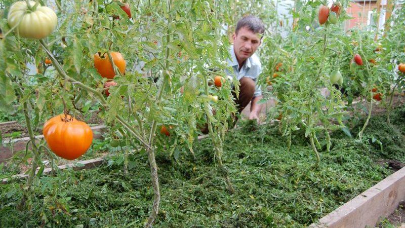 What is mulching, what is it for and is it possible to mulch tomatoes with sawdust: tips and tricks