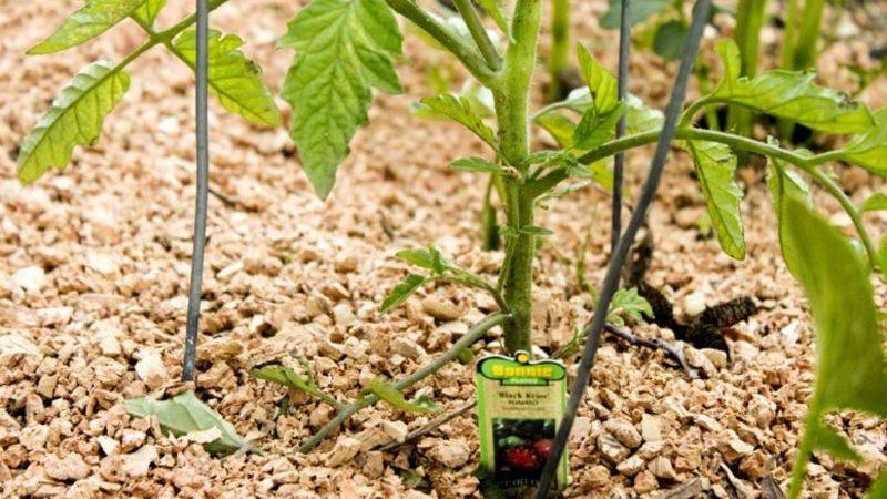 What is mulching, what is it for and is it possible to mulch tomatoes with sawdust: tips and tricks