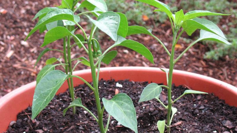 What is Jalapeno pepper, how is it grown and used