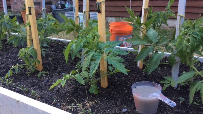 How to feed tomatoes with boric acid, iodine and ash: prepare the solution and add it correctly