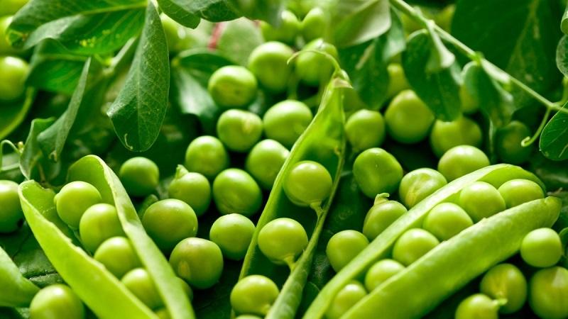 How to cook green peas at home for the winter: the best recipes and useful tips