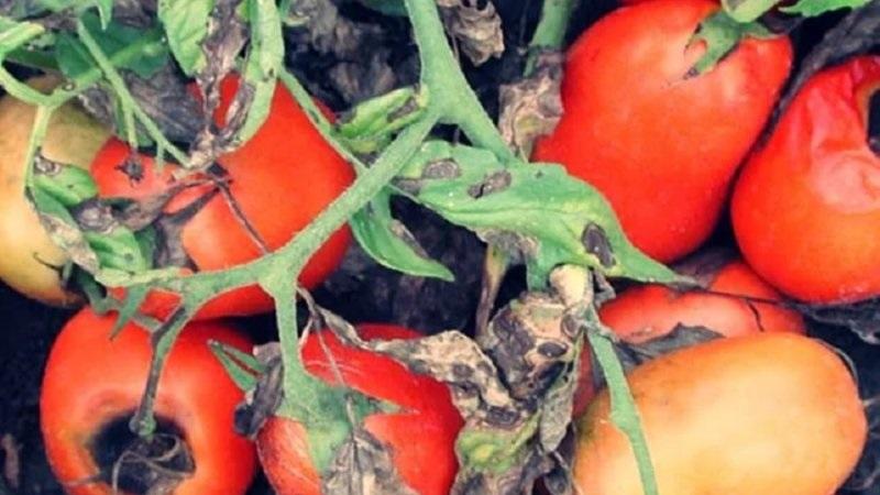 What does macrosporiosis of tomatoes look like and why summer residents are so afraid of it: we get to know the enemy closer and win
