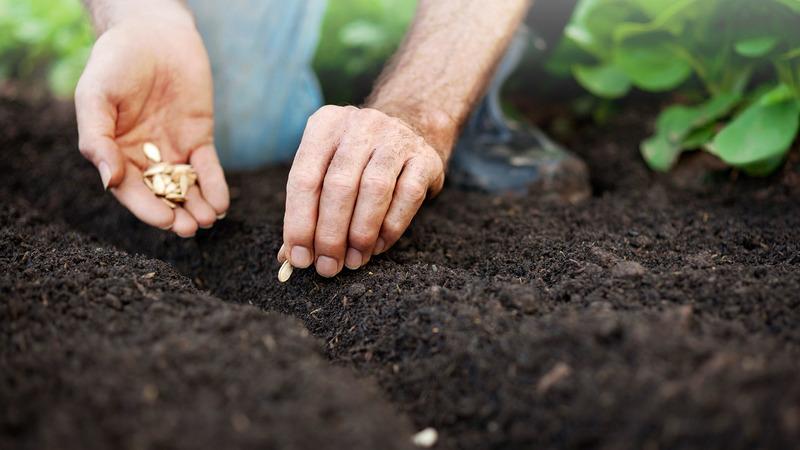 How to grow a large pumpkin in the open field in the country: step-by-step instructions and secrets of experienced agronomists