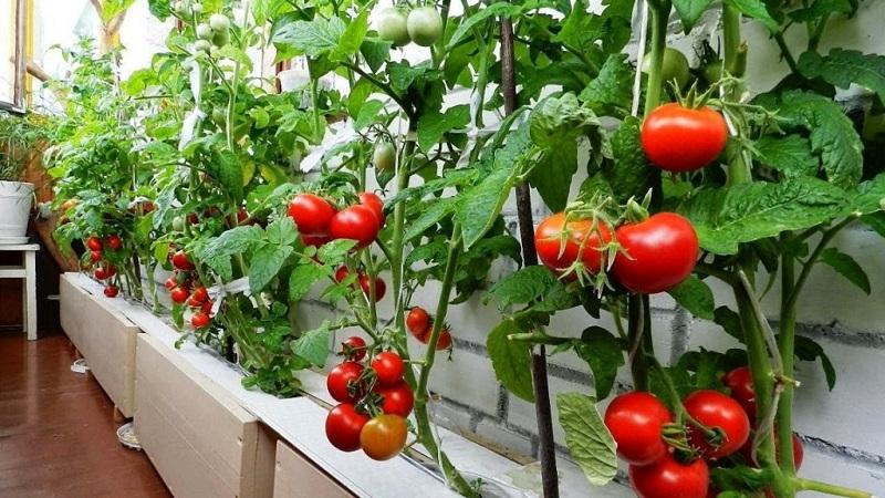 Bright and tasty decoration of the beds - tomato Cranberry in sugar