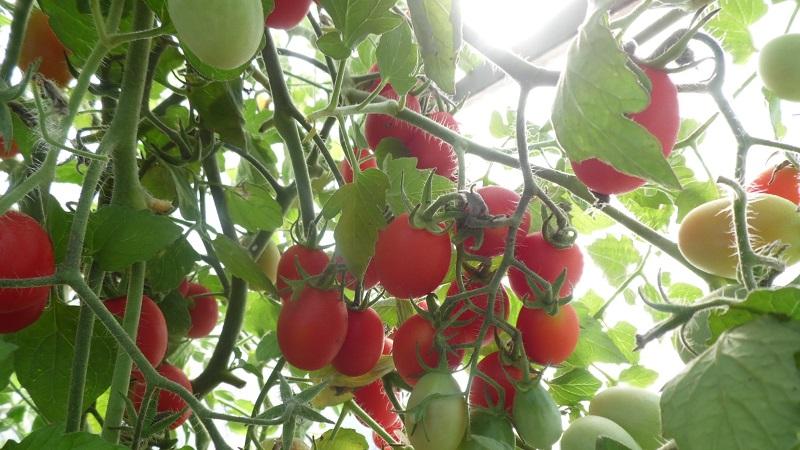 Bright and tasty decoration of the beds - tomato Cranberry in sugar