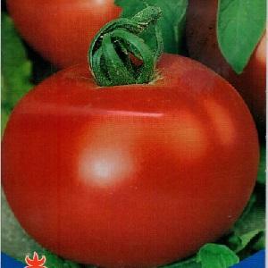 Large and unpretentious tomato Family f1: we grow it ourselves, avoiding mistakes
