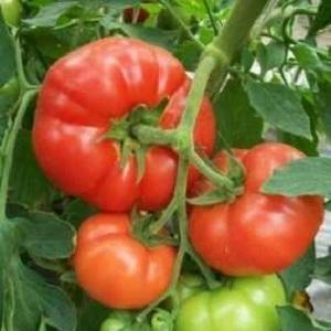 Large and unpretentious tomato Family f1: we grow it ourselves, avoiding mistakes