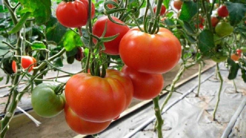 Large and unpretentious tomato Family f1: we grow it ourselves, avoiding mistakes