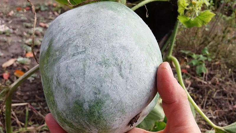 Medicinal properties of wax gourd and features of its cultivation