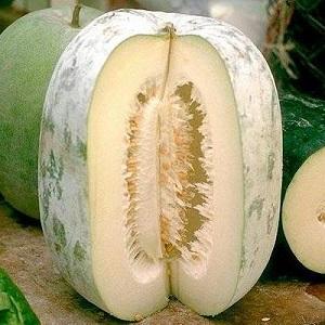 Medicinal properties of wax gourd and features of its cultivation
