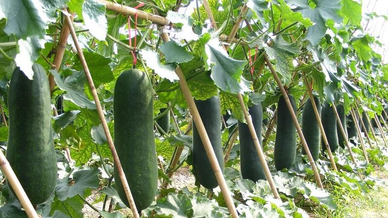 Medicinal properties of wax gourd and features of its cultivation