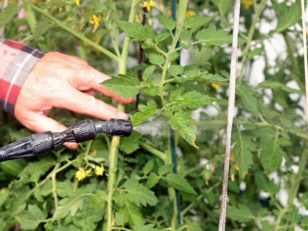 We treat and prevent tomato diseases: how to process tomatoes with Bordeaux mixture - step-by-step instructions for beginners