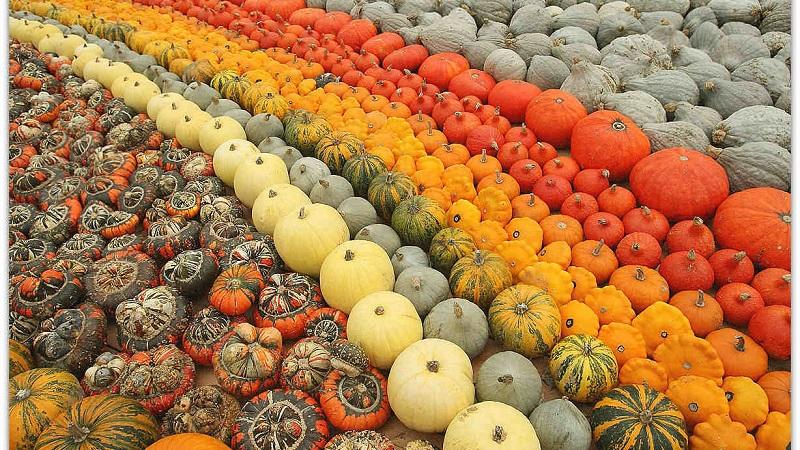The best varieties of bush pumpkin and features of their cultivation