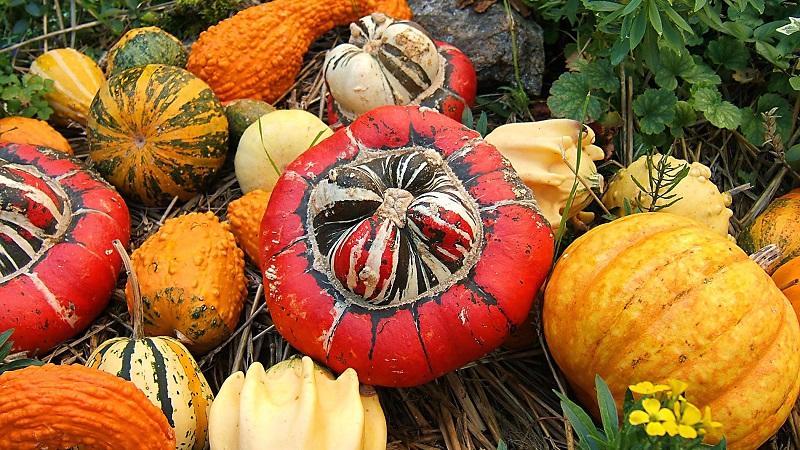 The best varieties of bush pumpkin and features of their cultivation