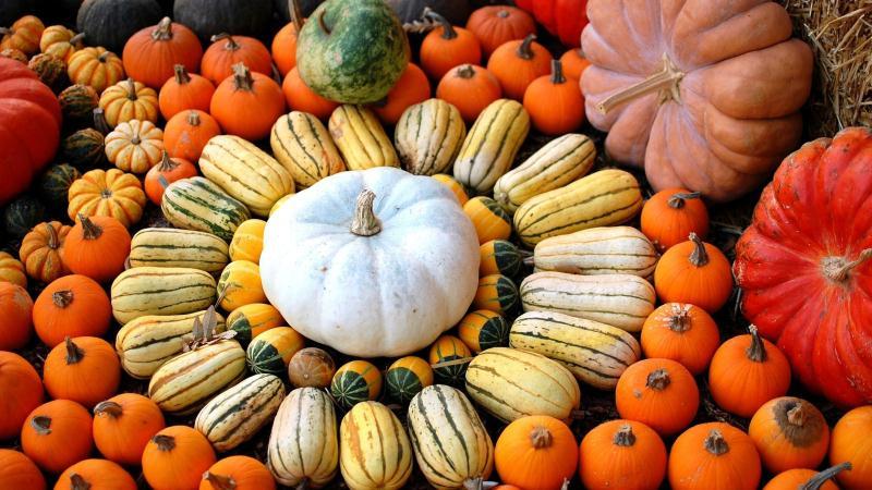 The best pumpkin varieties for seeds: features of choice and nuances of growing