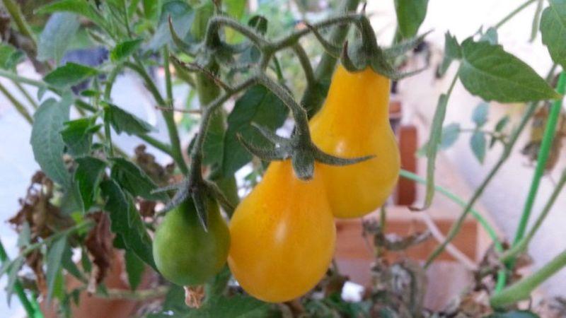 The best varieties of yellow tomatoes for a greenhouse: getting to know the brightest representatives and choosing the right type