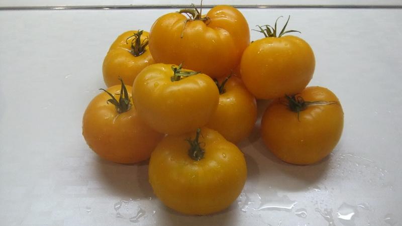 The best varieties of yellow tomatoes for a greenhouse: getting to know the brightest representatives and choosing the right type