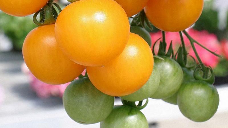 The best varieties of yellow tomatoes for a greenhouse: getting to know the brightest representatives and choosing the right type