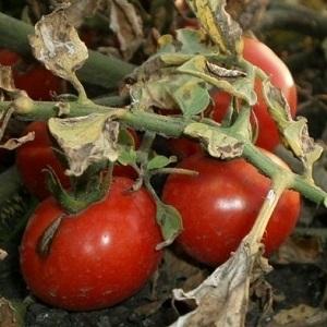 What does macrosporiosis of tomatoes look like and why summer residents are so afraid of it: we get to know the enemy closer and win