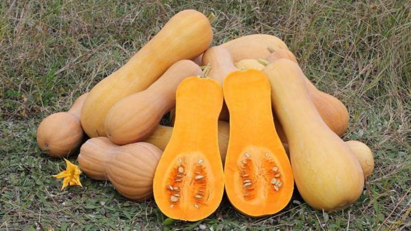 Fragrant nutmeg pumpkin variety Pearl: what is good and why it should be grown on your site