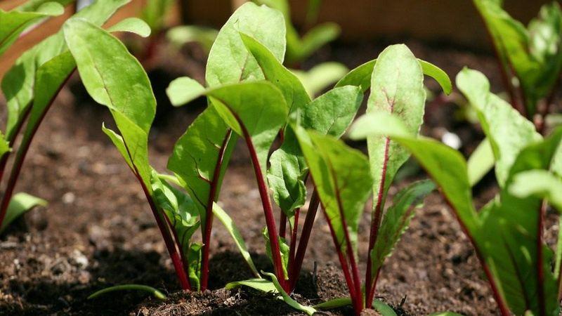 Not a waste, but a source of vitamins: what are the benefits of beet tops and how they can be used